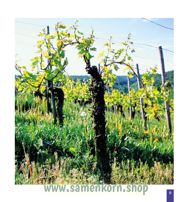 4pdf894207_Faszination_vom_Weinstock_Trauben_und_Wein.jpg