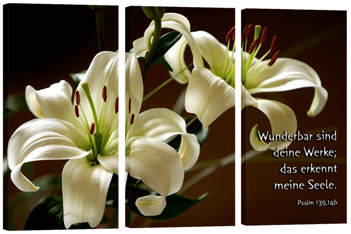 503_Bild_Lilien_3_Teile.jpg