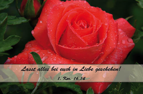 4723_Lasst_alles_bei_euch_in_Liebe_geschehen_klein.jpg
