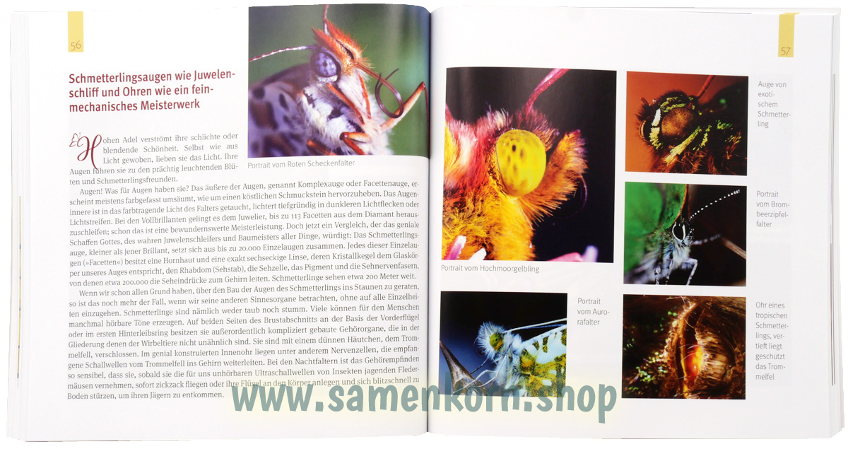894280_Juwelenschmuck_im_Reich_der_Schmetterlinge4.jpg