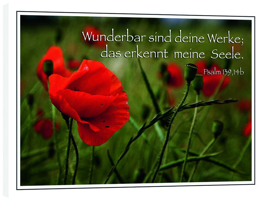 116_Bild_Mohn.jpg